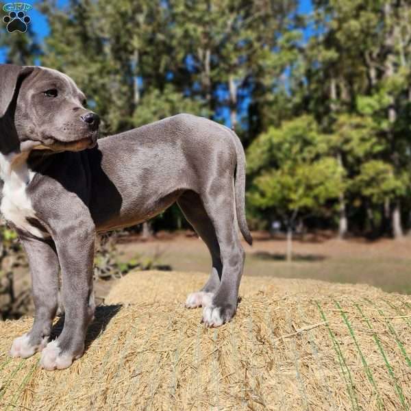 Simone, Cane Corso Mix Puppy